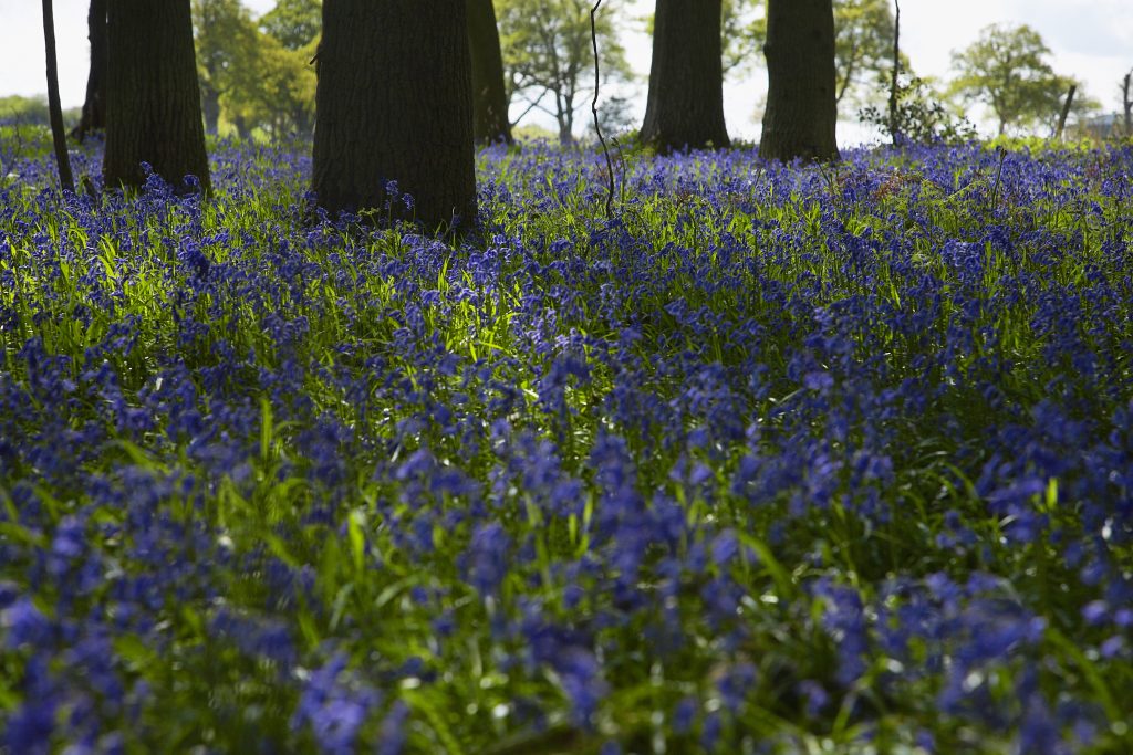 Forest full of bluebells and tall trees