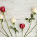 Cream and red roses laid out in a line