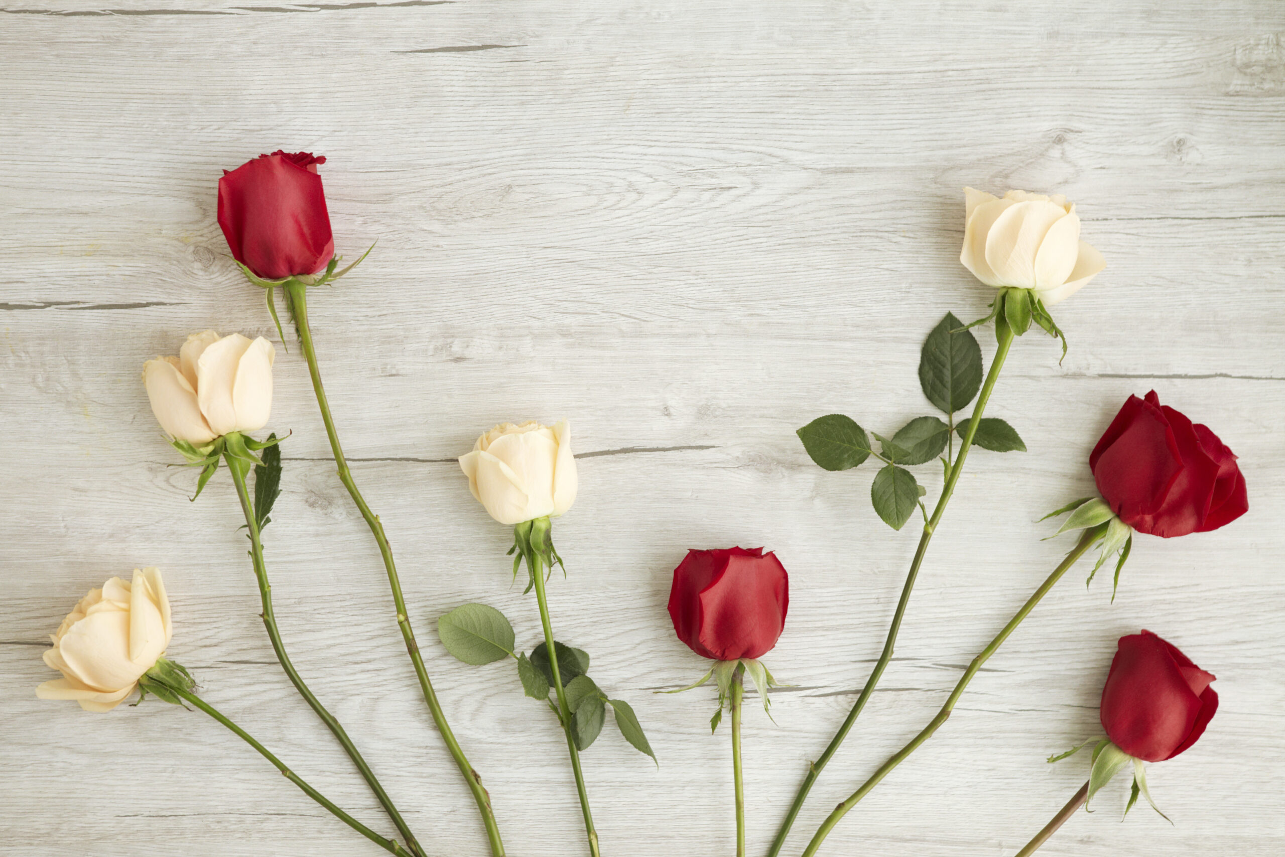 Cream and red roses laid out in a line