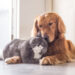 British cat and Golden Retriever cuddling up to each other