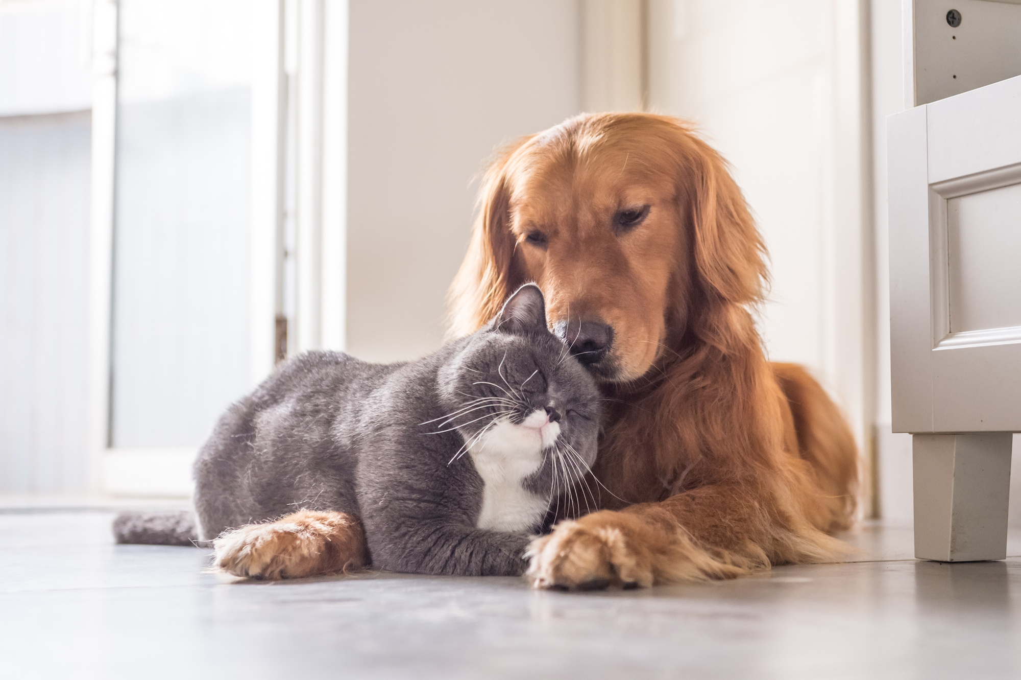 British cat and Golden Retriever cuddling up to each other