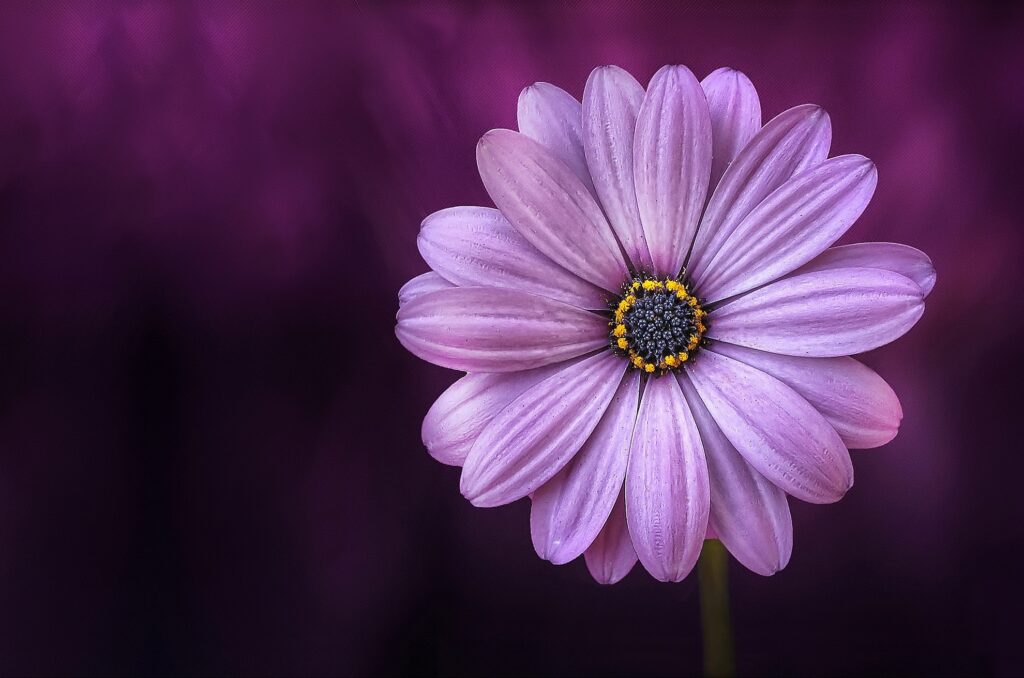 A beautiful purple flower used for Flower Arrangement