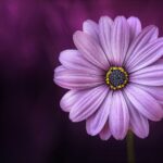 A beautiful purple flower used for Flower Arrangement
