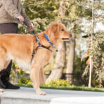 Let's Learn Some Of The Best Ways To Handle The Cost Of A Disability Blind man with seeing eye dog