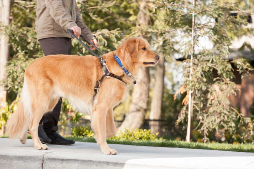 Let's Learn Some Of The Best Ways To Handle The Cost Of A Disability Blind man with seeing eye dog