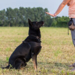 Expert Dog Training Advice You Wish You Would Have Known Sooner