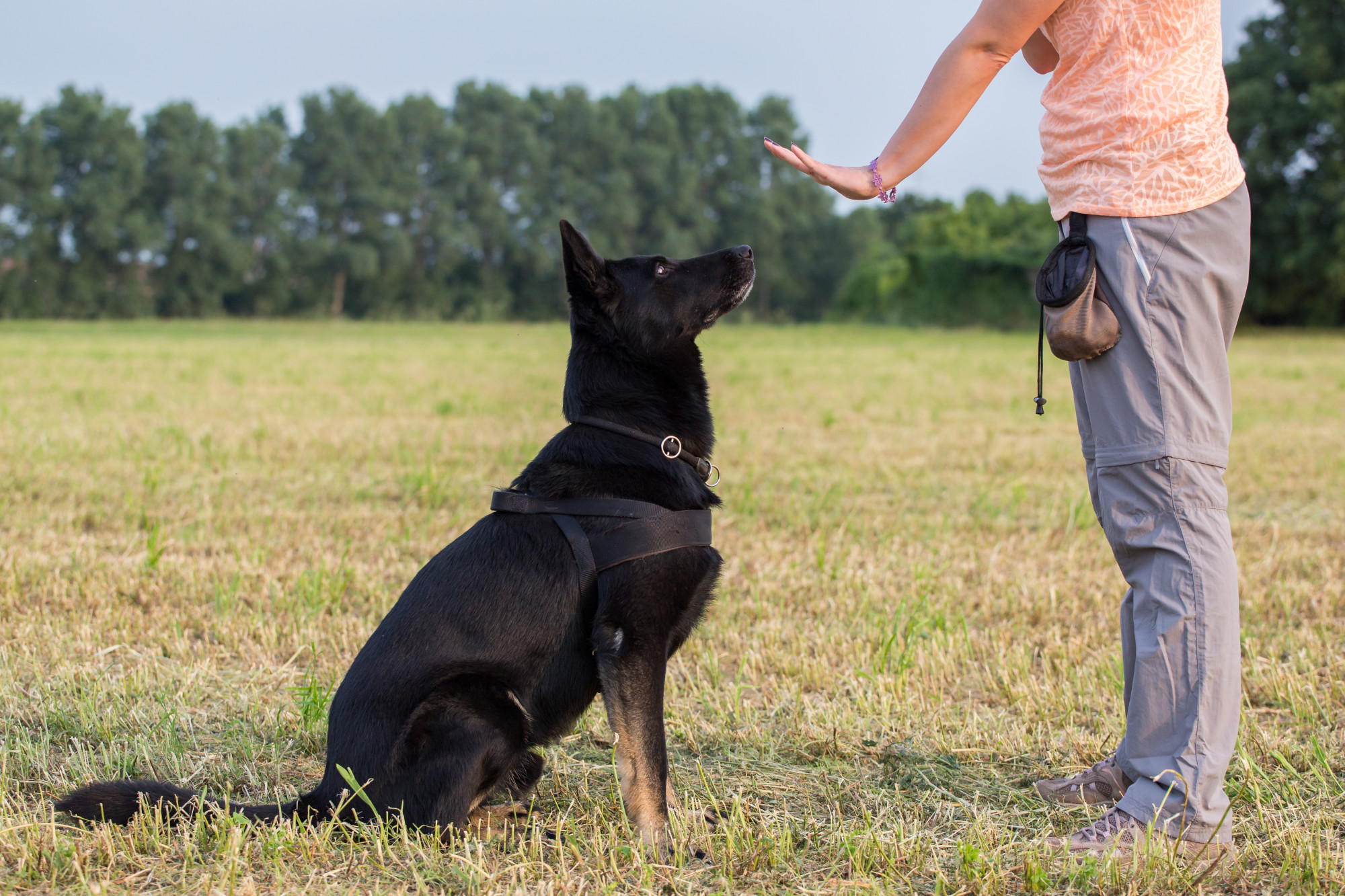 Expert Dog Training Advice You Wish You Would Have Known Sooner