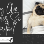 Why Are Puppies So Popular?